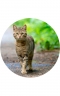 Mammalia&nbsp;Cat